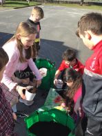 P6 planting their potatoes as part of the ‘Grow your own potatoes’ project