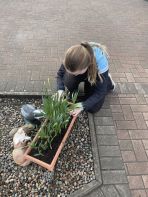 Eco council planting seeds among our daffodils