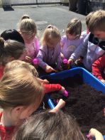 P1 plant sunflower seeds