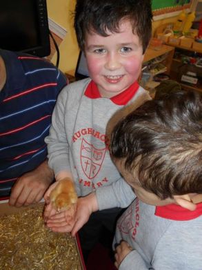 Chicks visit school